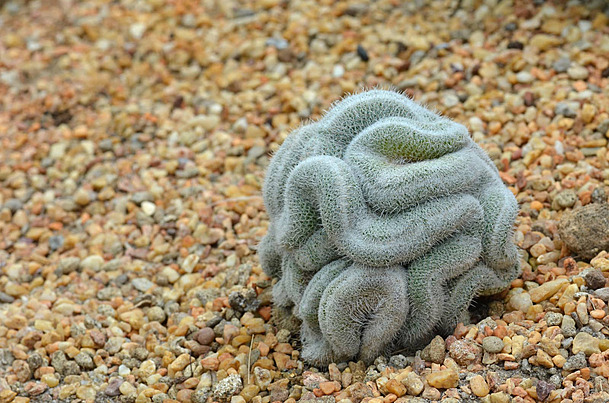 cactus cerebro
